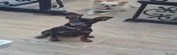 Pinscher Miniatura perros en venta: Mini pincher 🐾❤️ - Anuncio 2