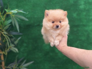 Pomerania perros - Anuncio 26