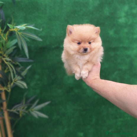 Pomerania perros - Anuncio 1