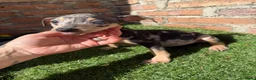 Pinscher Miniatura perros en venta: Mini pincher hembras Merle’s  - Anuncio 9