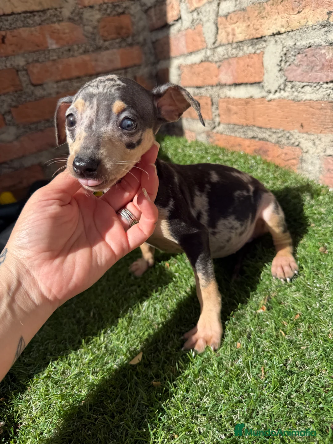 Pinscher Miniatura perros en venta: Mini pincher hembras Merle’s  - Anuncio 9