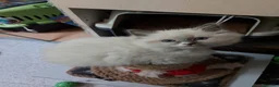 Siberiano gatos en venta: Siberianos  - Anuncio 1
