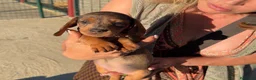 Teckel Miniatura perros en venta: Preciosa hembrita y macho Teckel mini choco Merle  - Anuncio 5