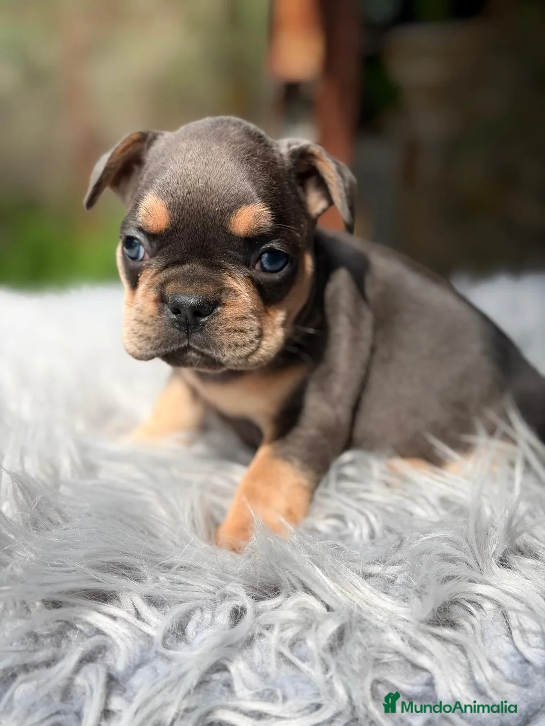 Bulldog Francés perros en venta: CAMADA EXÓTICA DE BULLDOG FRANCÉS - Anuncio 1