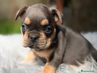 Bulldog Francés perros CAMADA EXÓTICA DE BULLDOG FRANCÉS - Anuncio 2