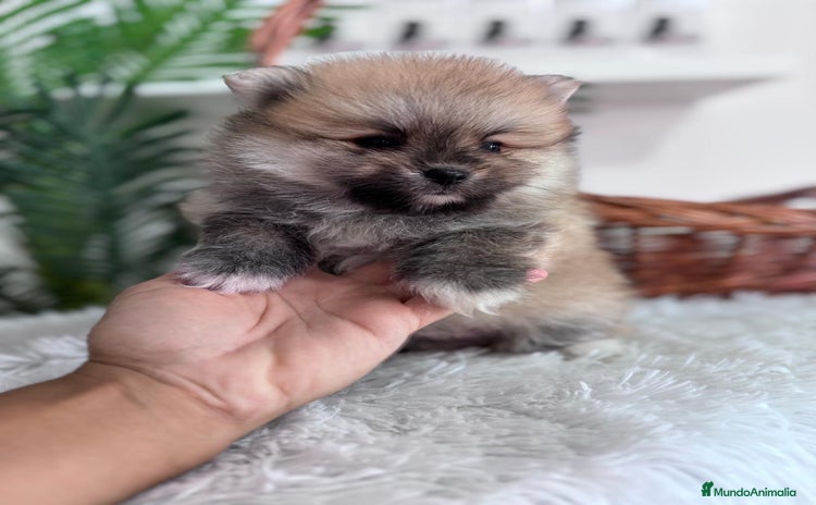 Pomerania perros - Anuncio 8