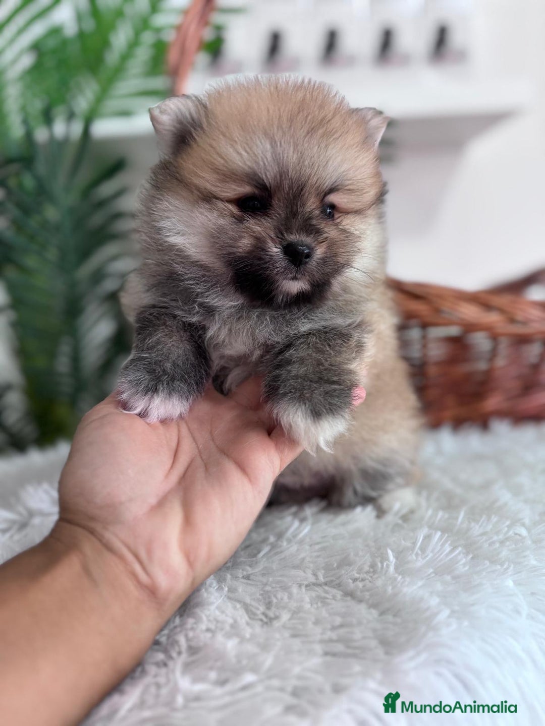 Pomerania perros en venta: POMERANIA MACHO - Imagen 1