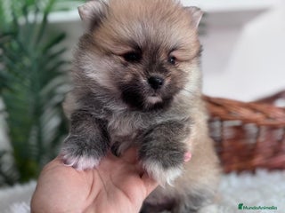 Pomerania perros - Anuncio 1