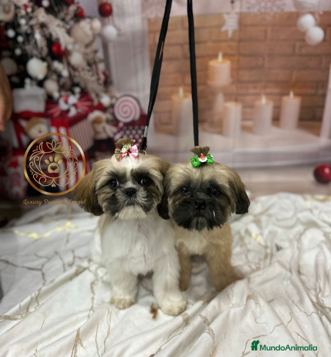 Shih Tzu perros en venta: Shiht-zu hembras y machos  - Anuncio 2