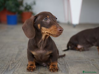 Teckel Miniatura perros - Anuncio 26