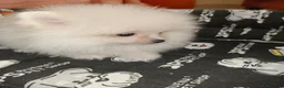 Pomerania perros en venta: Pomerania Toy - Anuncio 6