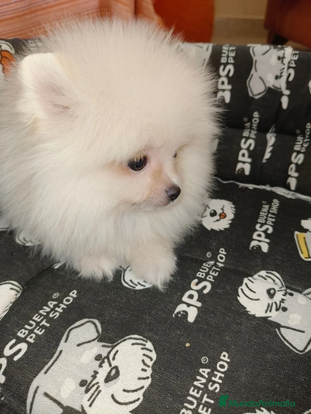 Pomerania perros en venta: Pomerania Toy - Anuncio 6