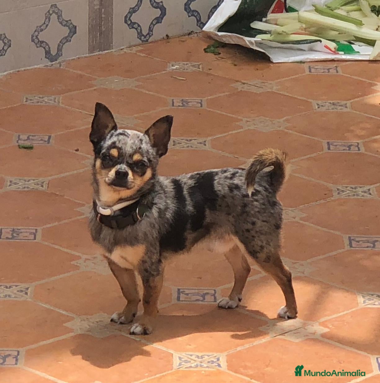 Chihuahua perros chihuahua  - Anuncio 1