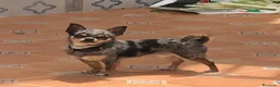 Chihuahua perros en venta: chihuahua  en Barcelona - Anuncio 1