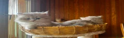 Británico de Pelo Corto gatos en venta: Camada de british longhair y shorthair golden - Anuncio 8