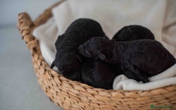 Caniche Toy perros en venta: Caniche toy negro - Anuncio 6