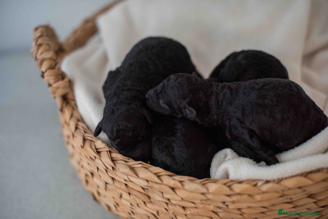 Caniche Toy perros en venta: Caniche toy negro - Anuncio 6