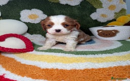 Cavalier King Charles Spaniel perros en venta: Machos Cavalier King Charles - Imagen 1