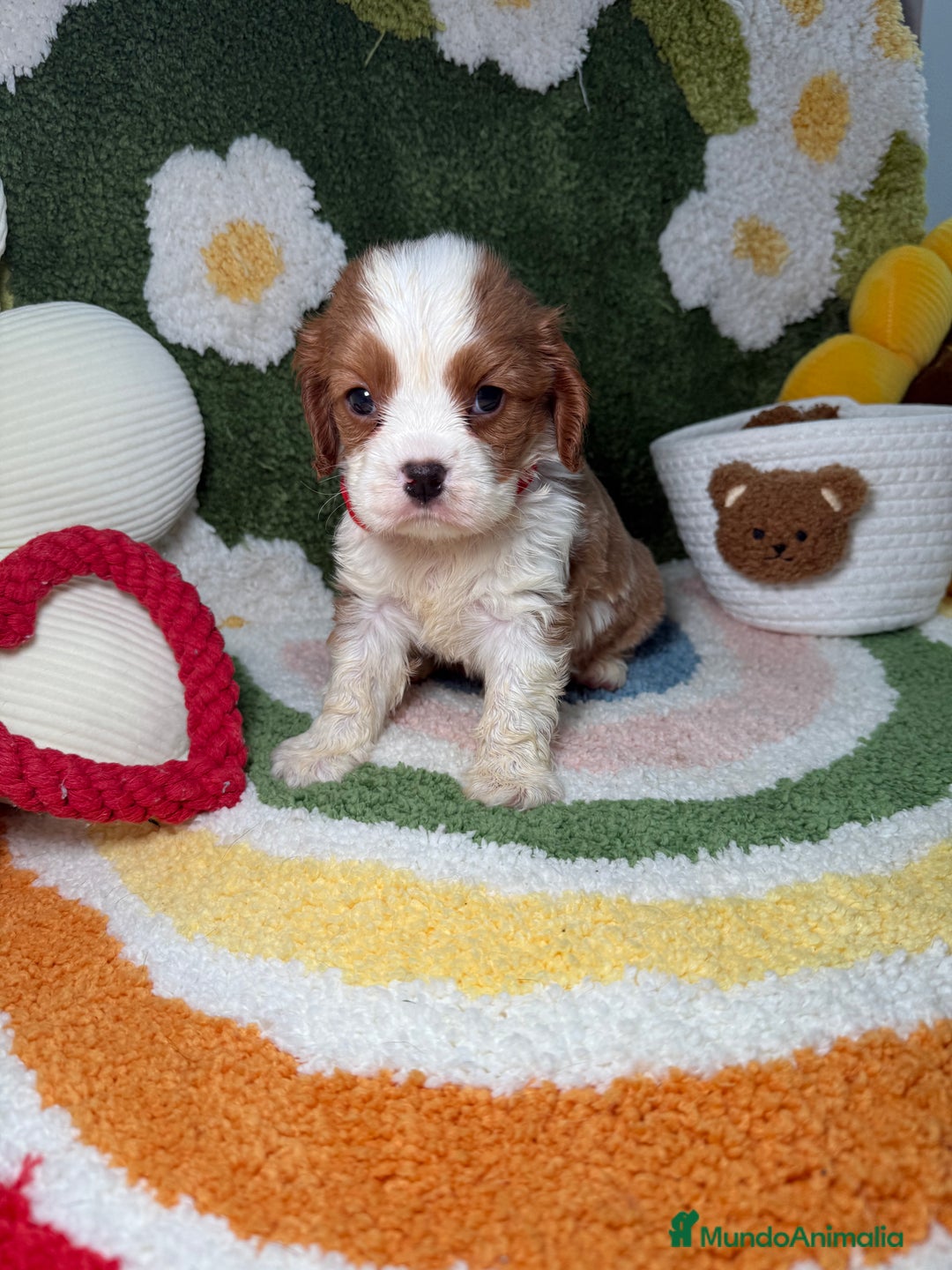 Cavalier King Charles Spaniel perros en venta: Machos Cavalier King Charles - Imagen 1