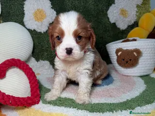 Cavalier King Charles Spaniel perros Machos Cavalier King Charles - Anuncio 1