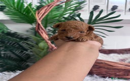 Caniche Toy perros en venta: CANICHE MINI TOY MACHO - Imagen 3