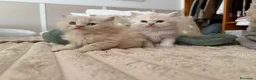 Persa gatos en venta: Gatos persas - Anuncio 3