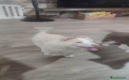 Border Collie perros en venta: Border collie - Anuncio 2