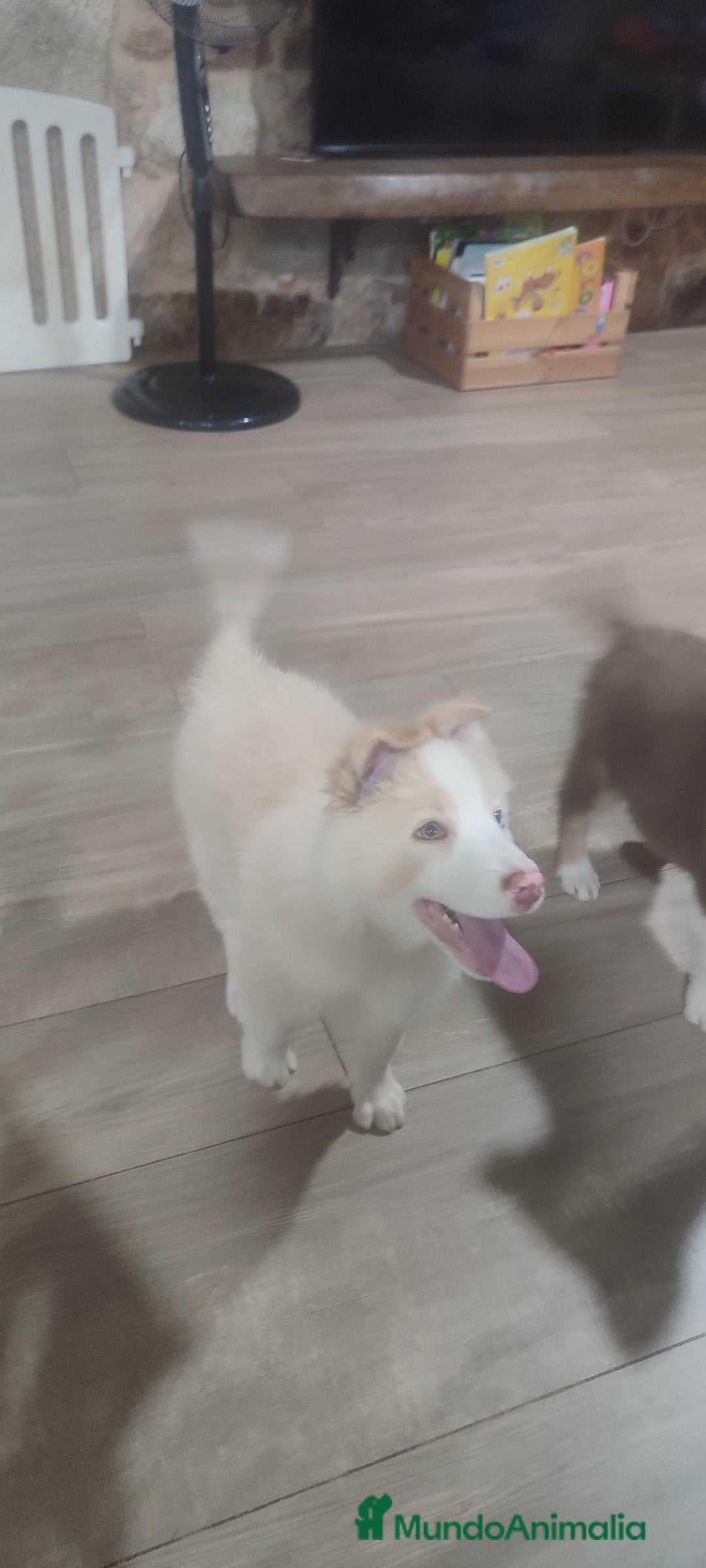 Border Collie perros en venta: Border collie - Anuncio 2