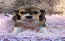 Beagle perros en venta: Beagle tricolor  - Imagen 5