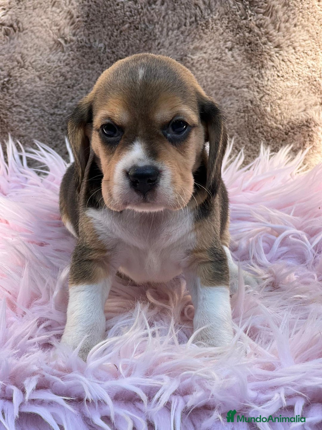 Beagle perros en venta: Beagle tricolor  - Imagen 5