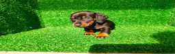 Teckel Miniatura perros en venta: Teckel miniatura  - Anuncio 16