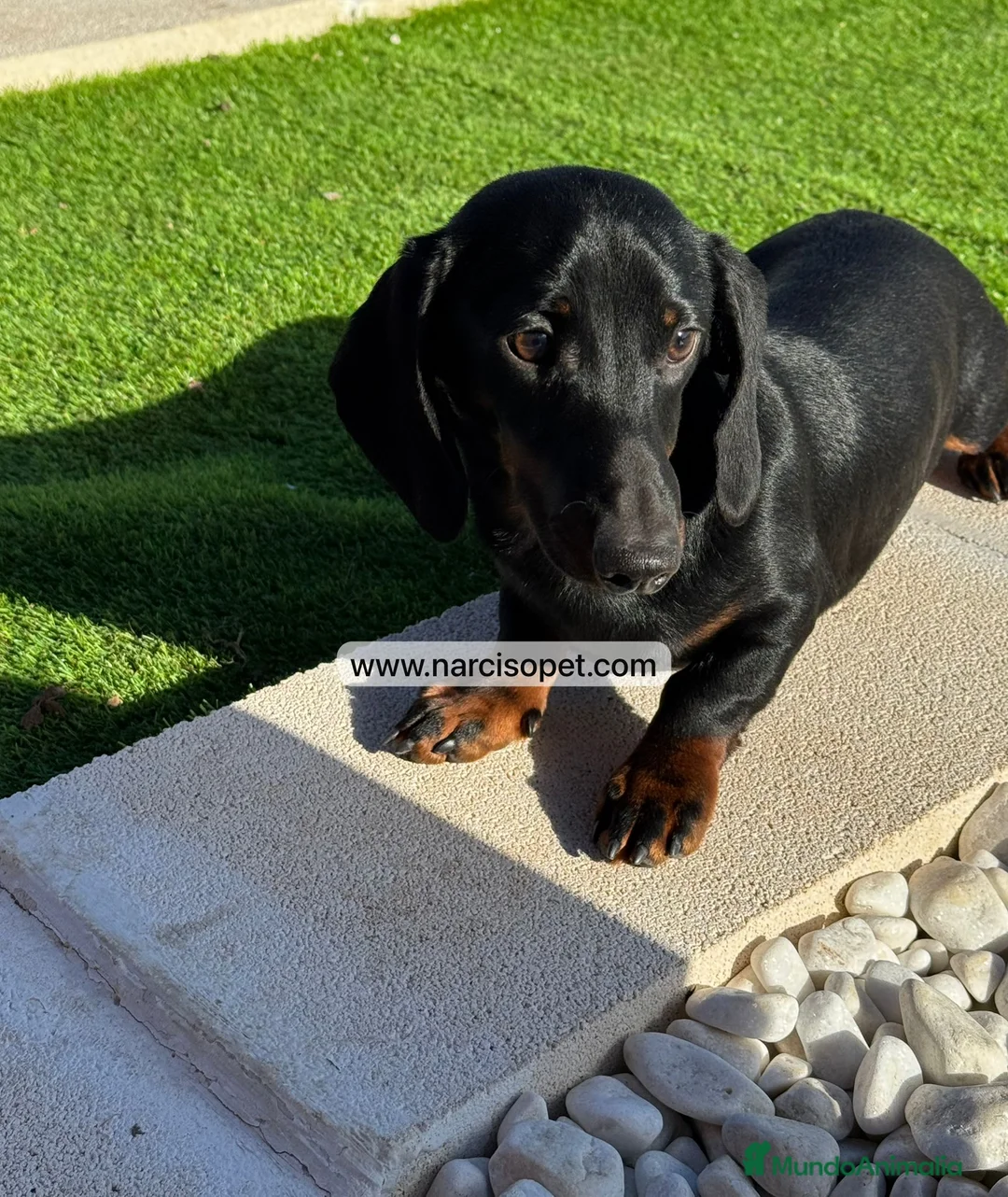 Teckel Miniatura perros en venta: CACHORRO TECKEL 5 MESES - Anuncio 2