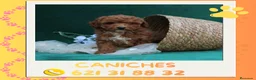 Caniche Enano perros en venta: Caniches enanos auténticos 🐩🎀 - Anuncio 1