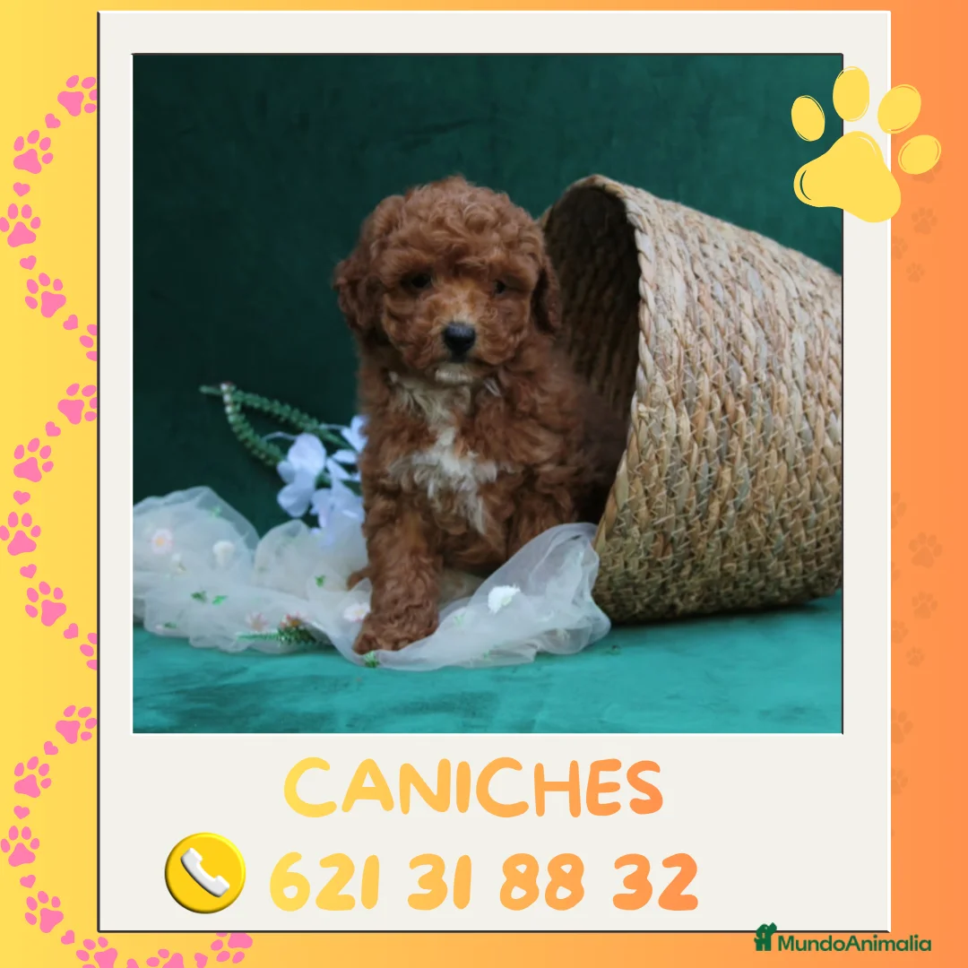 Caniche Enano perros en venta: Caniches enanos auténticos 🐩🎀 - Anuncio 1