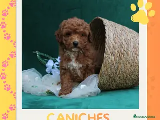 Caniche Enano perros Caniches enanos auténticos 🐩🎀 - Anuncio 1