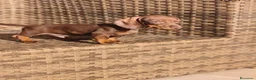 Teckel Miniatura perros en venta: Teckel Mini chocolate hembra y macho  - Anuncio 3