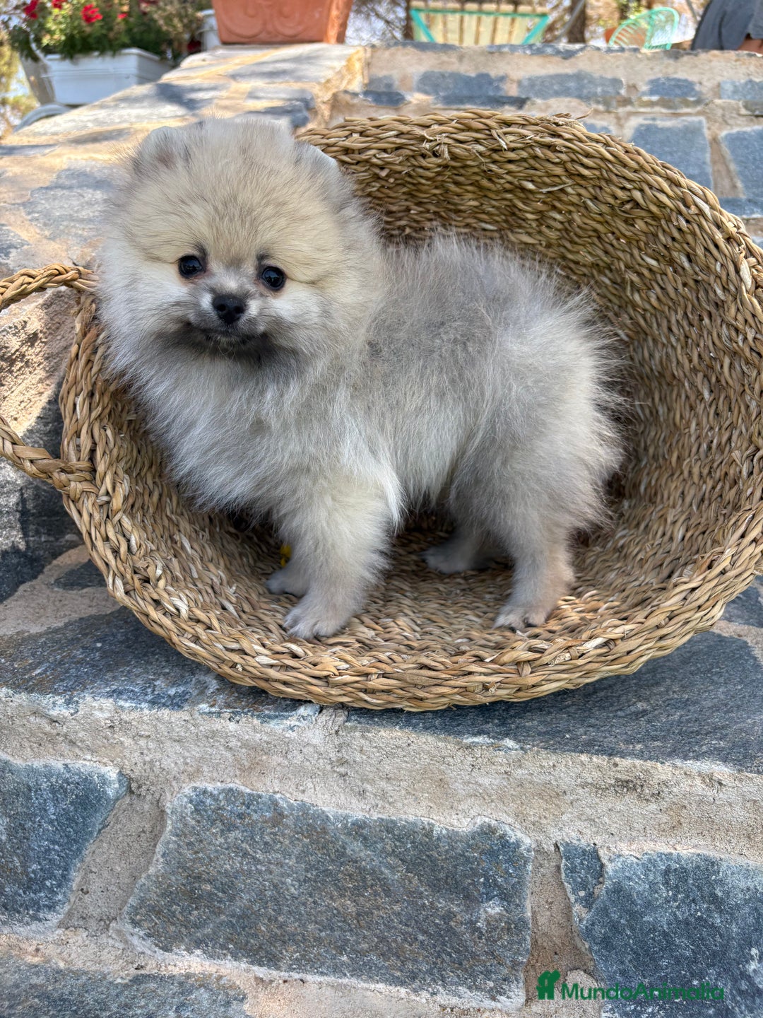 Pomerania perros en venta: Pomerania Sable Macho Disponible  - Imagen 6