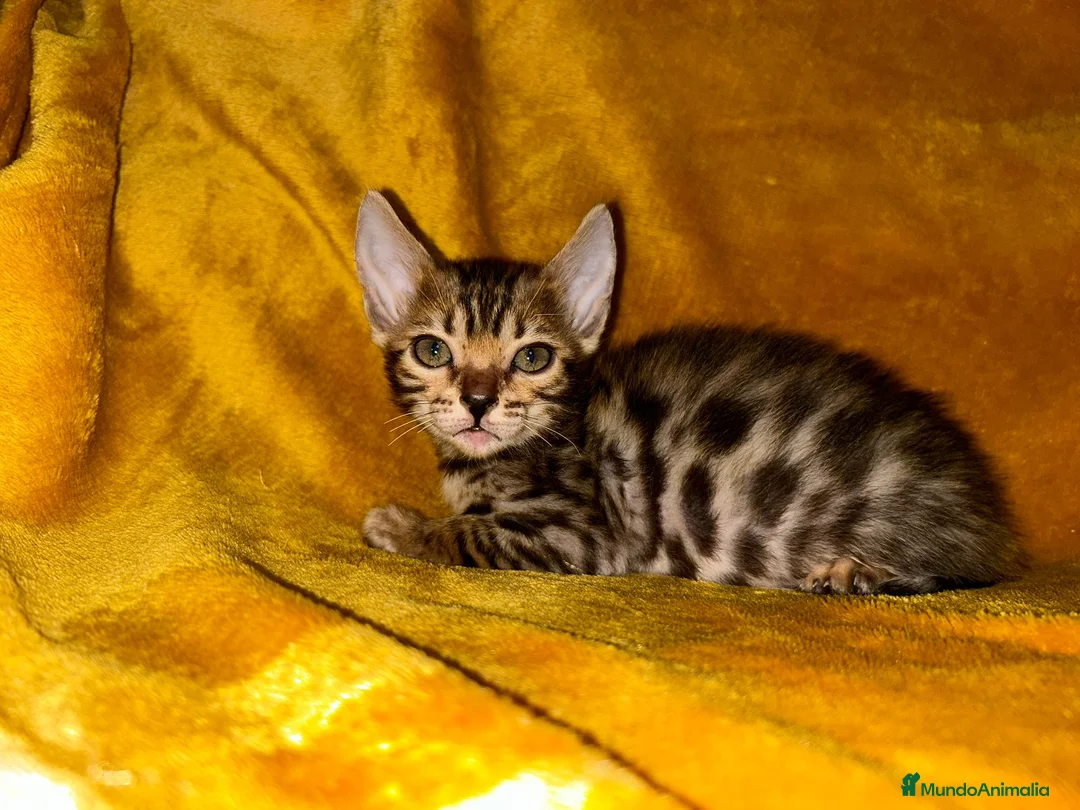 Bengalí gatos en venta: ESPECTACULARES GATITOS BENGALÍS BROWN Y SILVER - Anuncio 1