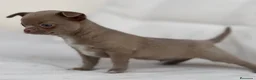 Chihuahua perros en venta: ESPECTACULAR CHIHUAHUA LÍNEA RUSA LILAC - Anuncio 2