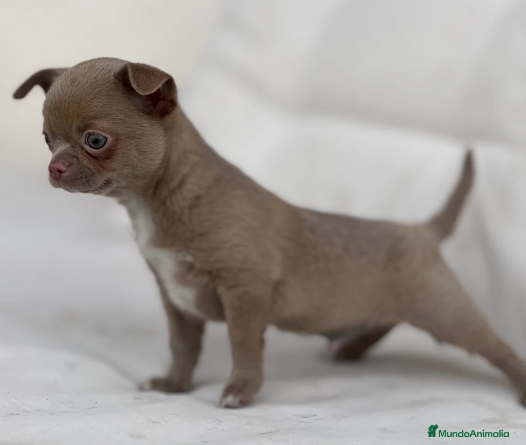Chihuahua perros en venta: ESPECTACULAR CHIHUAHUA LÍNEA RUSA LILAC - Anuncio 2