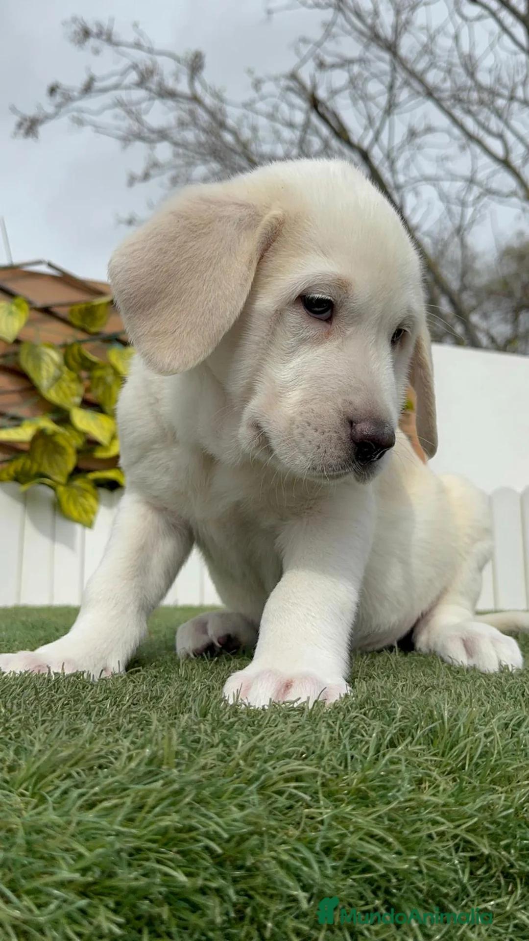 Mastín Español perros en venta: MASTIN ESPAÑOL MACHO - Anuncio 2