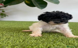Perro de Agua Español perros en venta: PERRO DE AGUA ESPAÑOL HEMBRA - Imagen 14