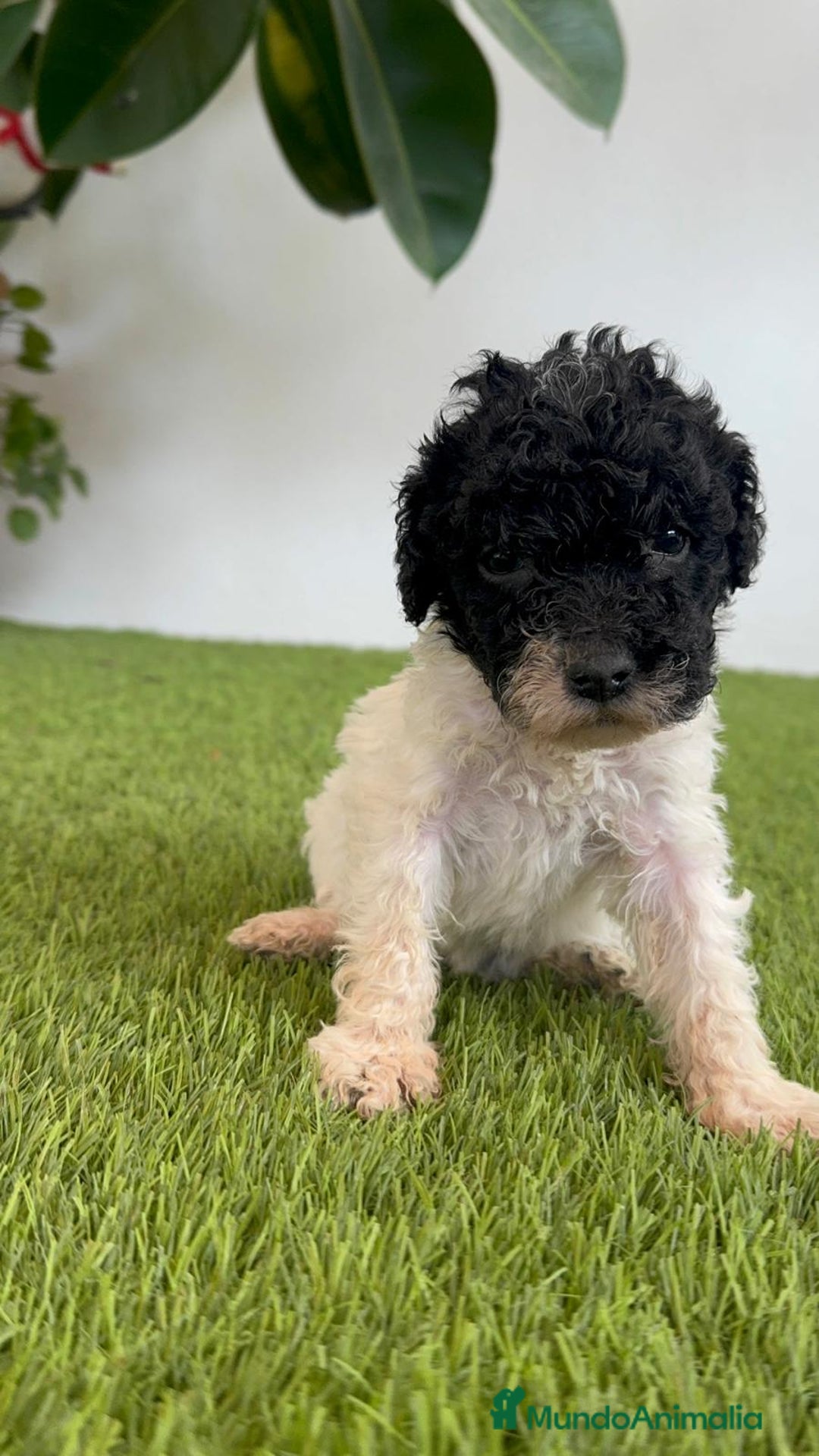 Perro de Agua Español perros en venta: PERRO DE AGUA ESPAÑOL HEMBRA - Imagen 14