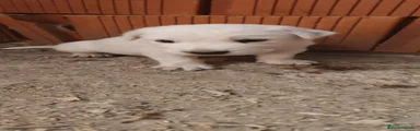 Mastín Español 2