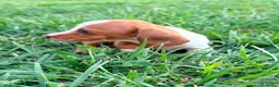 Teckel Miniatura perros en venta: Teckel kaninchen  - Anuncio 19