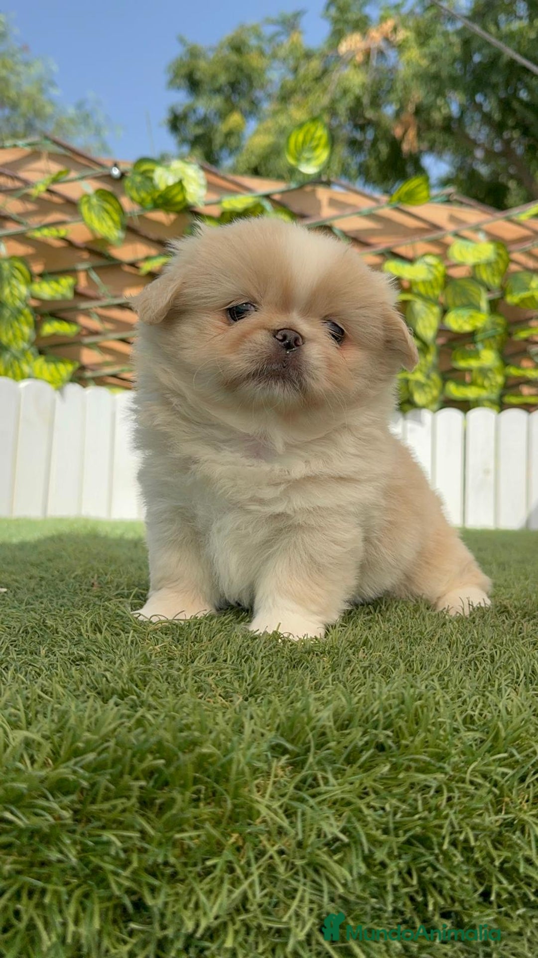 Pekinés perros en venta: PEKINES "3 PRECIOSAS HEMBRAS DISPONIBLES" - Imagen 19