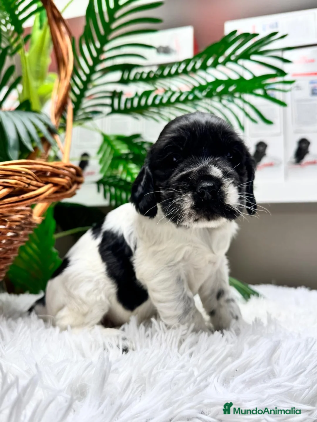 Cocker Spaniel Inglés perros en venta: COCKER SPANIEL INGLES - Anuncio 1