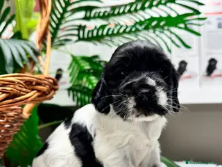 Cocker Spaniel Inglés perros COCKER SPANIEL INGLES - Anuncio 1