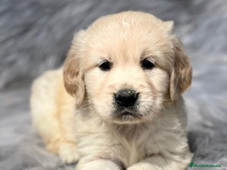 Golden Retriever perros en Barcelona - Anuncio 16