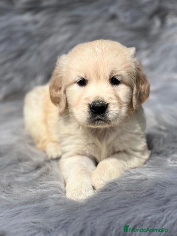 Golden Retriever perros en Barcelona - Anuncio 16